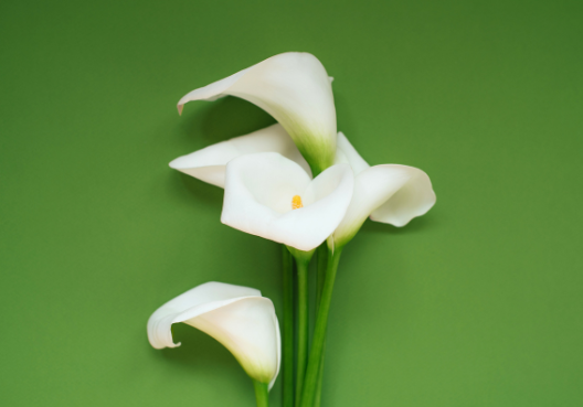 White lilies bought for a funeral.